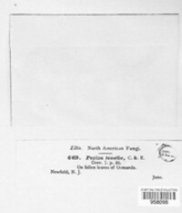 Cyathicula cyathoidea image
